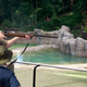 According to witnesses at the zoo’s Elephant Outpost, Donald Trump Jr. told his son to aim for a calf that had wandered away from its mother in search of a play partner.